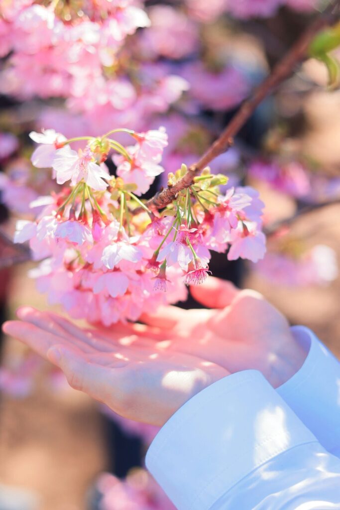 ピンクの桜を手に持っている様子